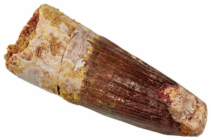 Fossil Spinosaurus Tooth - Real Dinosaur Tooth #329515